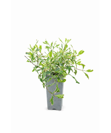 Vīteņaugs Heckrottii Lonicera heckrottii ‘Variegata’ C2