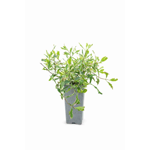 Vīteņaugs Heckrottii Lonicera heckrottii ‘Variegata’ C2