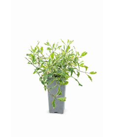 Vīteņaugs Heckrottii Lonicera heckrottii ‘Variegata’ C2