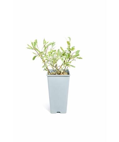 Vīteņaugs Heckrottii Lonicera heckrottii ‘Variegata’ C2