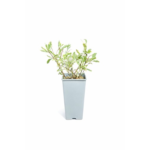 Vīteņaugs Heckrottii Lonicera heckrottii ‘Variegata’ C2