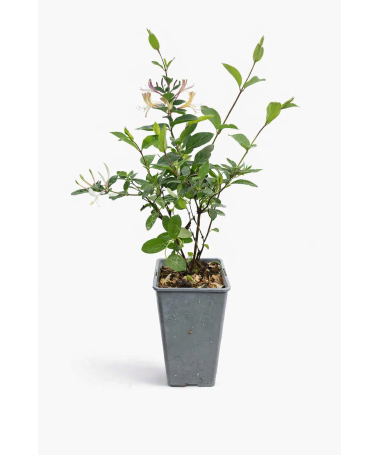 Japānas vīteņaugs Lonicera japonica ‘American Beauty’ C2