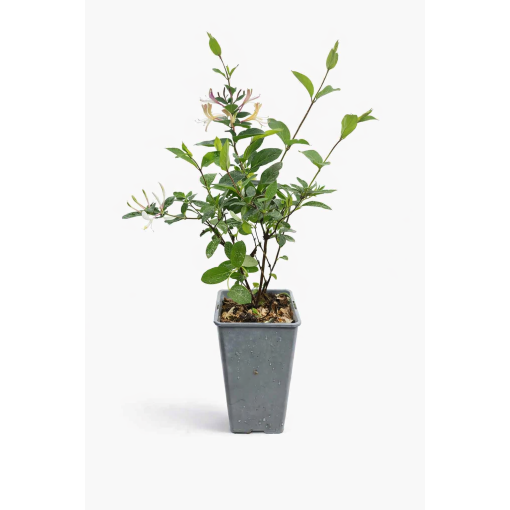 Japānas vīteņaugs Lonicera japonica ‘American Beauty’ C2