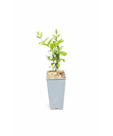 Japānas vīteņaugs Lonicera japonica ‘American Beauty’ C2