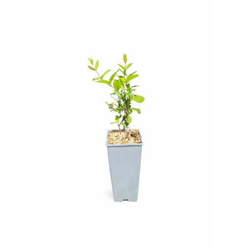 Japānas vīteņaugs Lonicera japonica ‘American Beauty’ C2