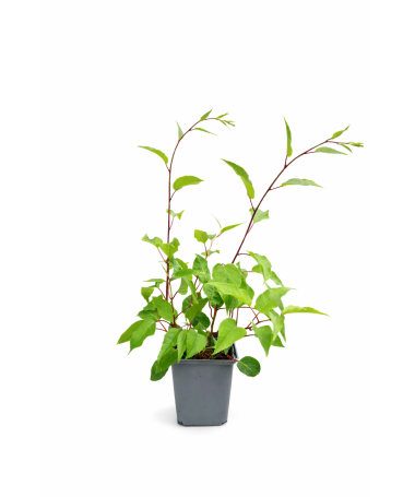 Mini kivi Actinidia arguta ‘Hardy Red’ P9/C1