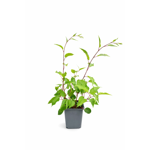 Mini kivi Actinidia arguta ‘Hardy Red’ P9/C1
