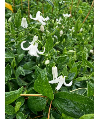 Klematis ‘Alba’ C4