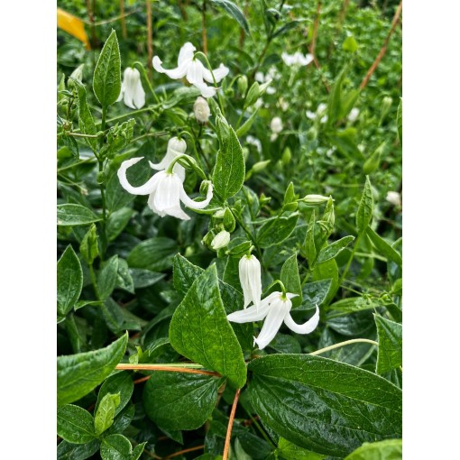 Klematis ‘Alba’ C4