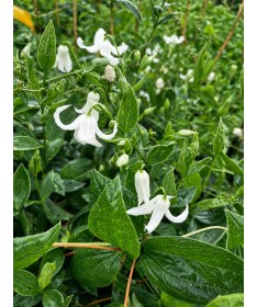 Klematis ‘Alba’ C4