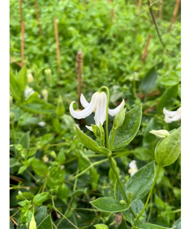 Klematis ‘Alba’ C4