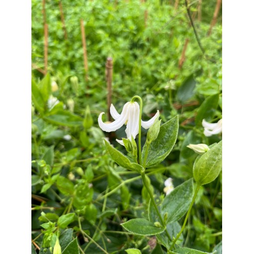 Klematis ‘Alba’ C4