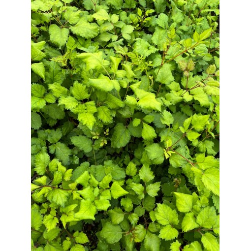 Arendsa astilbe ‘Bunter Zauber’