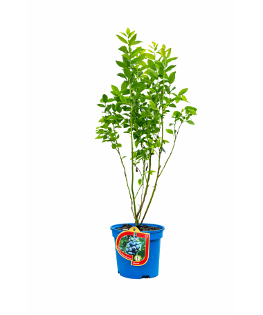 Amerikas mellenes ‘Bluetta’ 2,5L