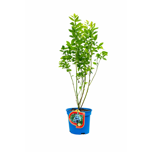 Amerikas mellenes ‘Bluetta’ 2,5L
