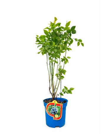 Amerikas mellenes ‘Bluetta’ 2,5L