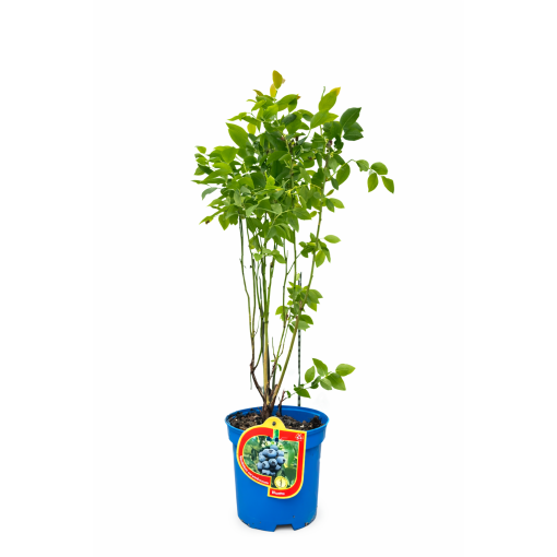 Amerikas mellenes ‘Bluetta’ 2,5L