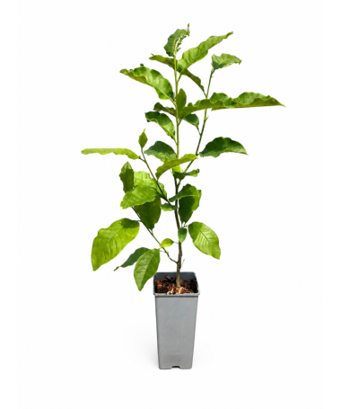 Magnolija ‘Ricki’ C2
