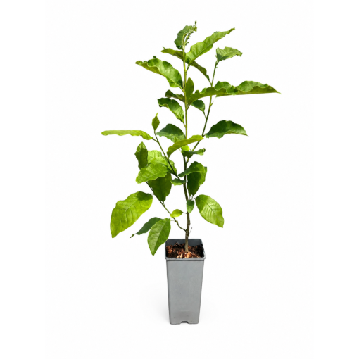 Magnolija ‘Ricki’ C2