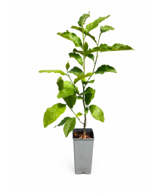 Magnolija ‘Ricki’ C2