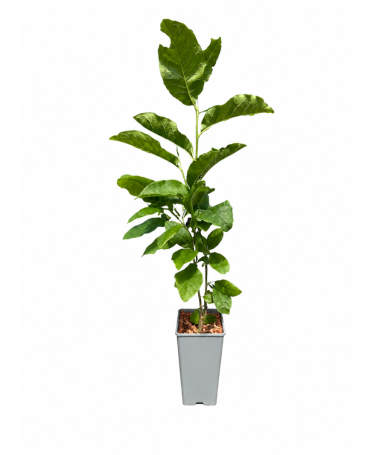 Magnolija ‘Ricki’ C2