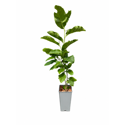 Magnolija ‘Ricki’ C2