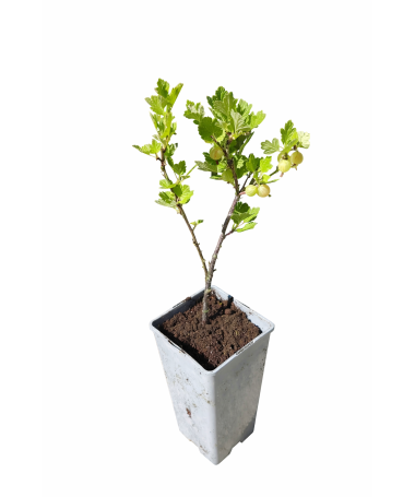 Zaļā ērkšķoga Hinnonmaki Green C2