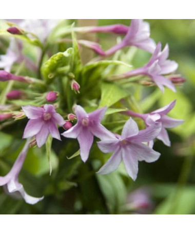 Stīfana Jasmins, 2L pods