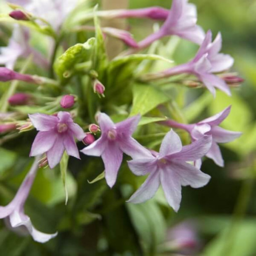 Stīfana Jasmins, 2L pods