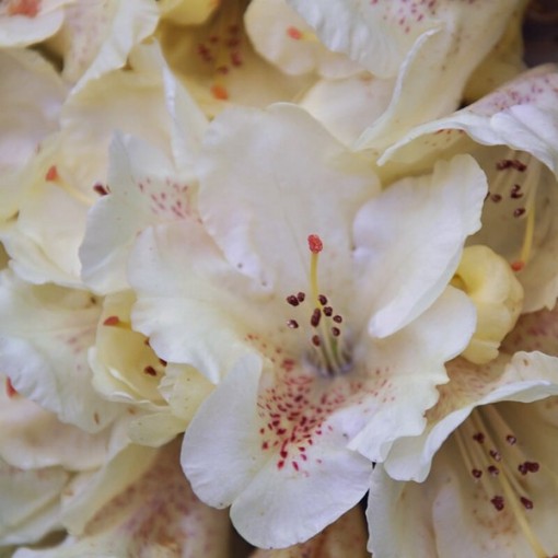 Rododendrons (Azālija) 'Cream Crest' pods, C4