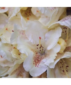 Rododendrons (Azālija) 'Cream Crest' pods, C4