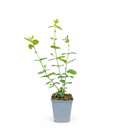 Sniega oga Doorenbos ‘White Hedge’ P9/C1