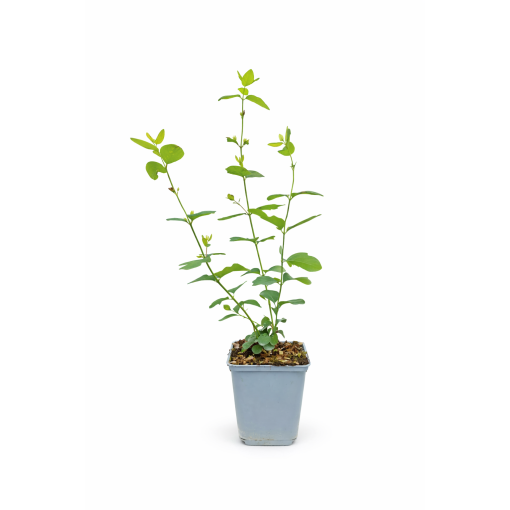 Sniega oga Doorenbos ‘White Hedge’ P9/C1