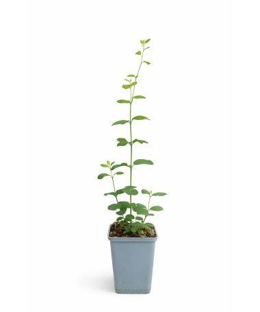 Sniega oga Doorenbos ‘Magic Berry’ P9/C1