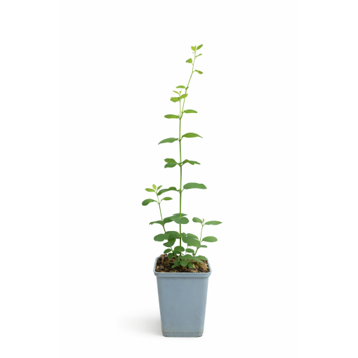 Sniega oga Doorenbos ‘Magic Berry’ P9/C1