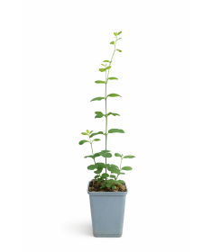 Sniega oga Doorenbos ‘Magic Berry’ P9/C1