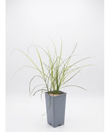 Ķīnas miskants ‘Kleine Silberspinne’ C2