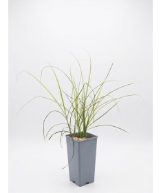 Ķīnas miskants ‘Kleine Silberspinne’ C2