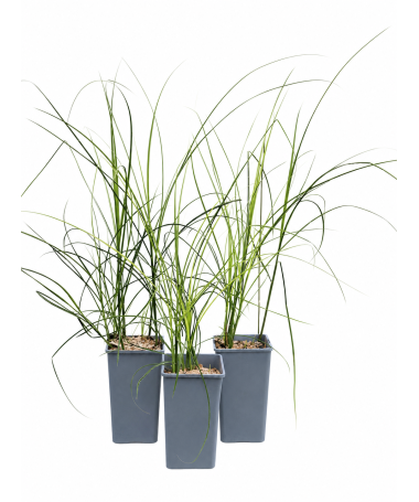 Ķīnas miskants ‘Kleine Silberspinne’ C2