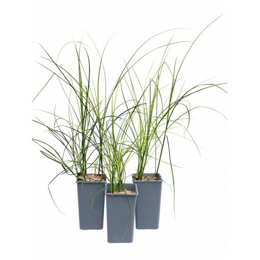 Ķīnas miskants ‘Kleine Silberspinne’ C2
