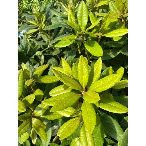 Rododendrs (Azelija) Lee’s Dark Purple C2