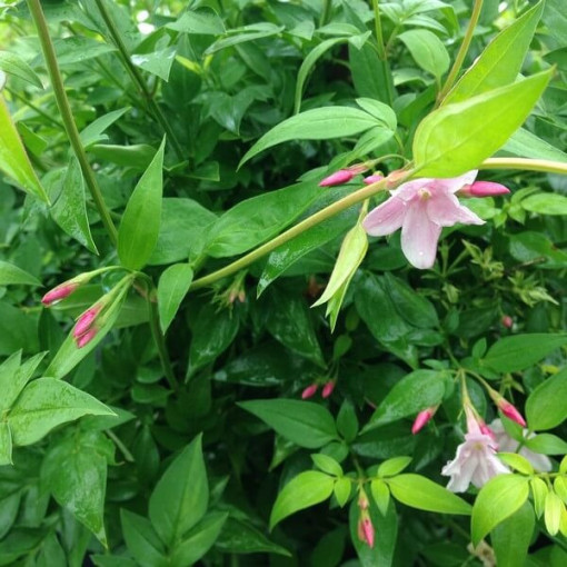 Stīfana Jasmins, 2L pods