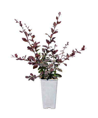 Otavas berberiss ‘Superba’ C2