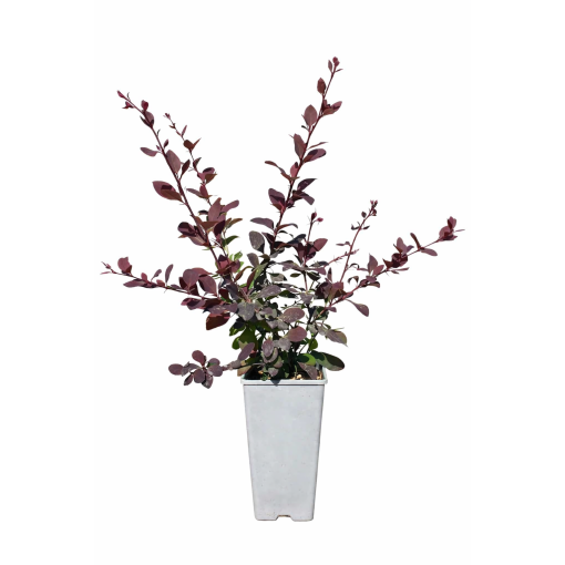 Otavas berberiss ‘Superba’ C2