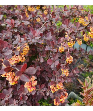 Berberiss 'Superba' C6