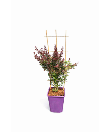 Berberiss Thunberga Helmond Pillar C6