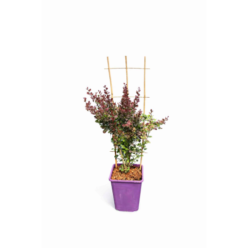Berberiss Thunberga Helmond Pillar C6