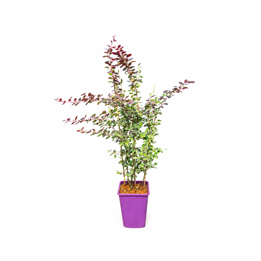 Berberiss Thunberga Atropurpurea Nana C6