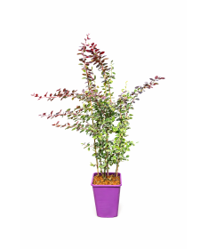 Berberiss Thunberga Atropurpurea Nana C6