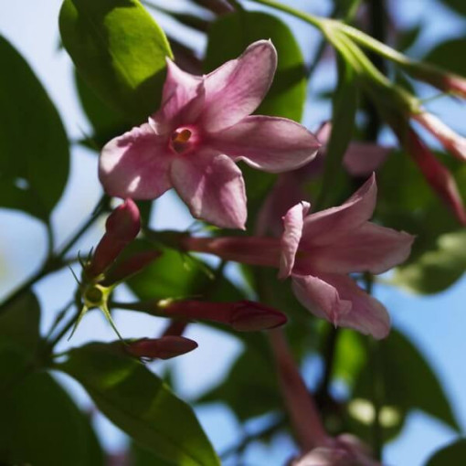 Stīfana Jasmins, 2L pods